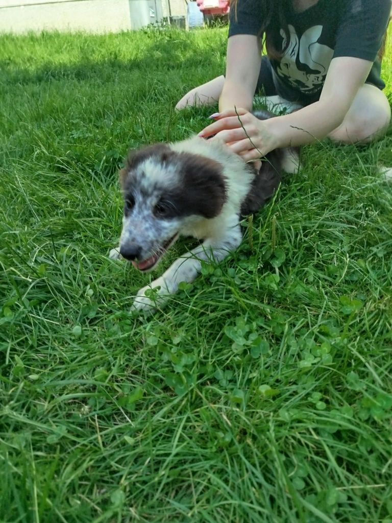 Border collie szczeniak suczka!