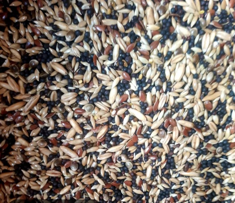 KP kanarek premium mieszanka dla kanarka 10 kg bez granulatu
