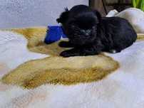 Shih-tzu mini piesek