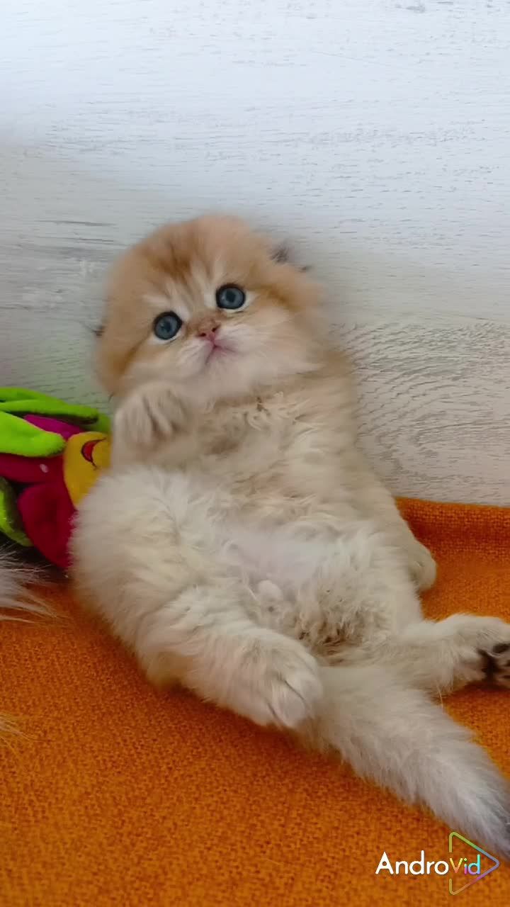 Красивенный котик золотая шиншилла. Шотландский вислоухий