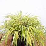 Trawa Bambusowa Hakonechloa Aureola cena 30 zł