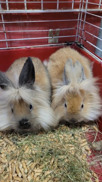 Królik miniaturka lewik