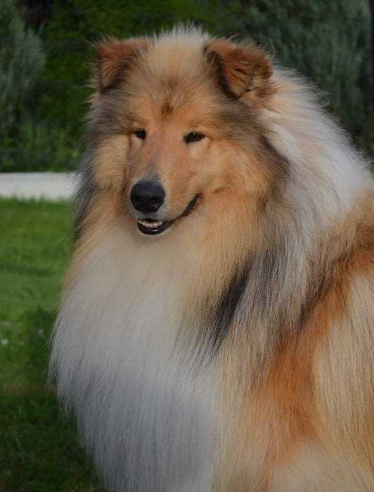 Owczarek Szkocki Długowłosy Collie