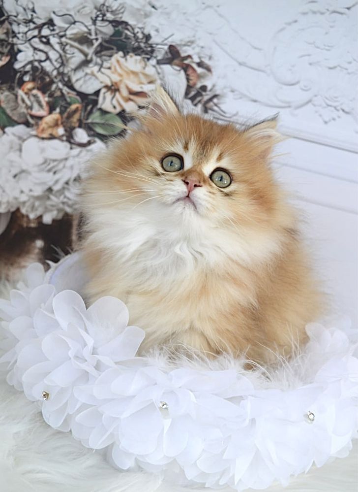 Британская золотая шиншилла котята