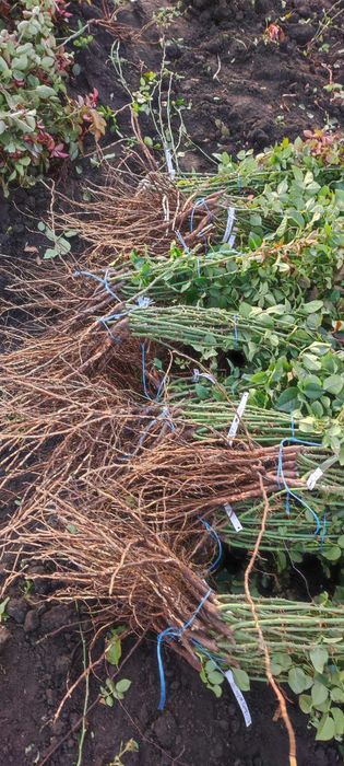 Саджанці троянд. Кусты роз оптом