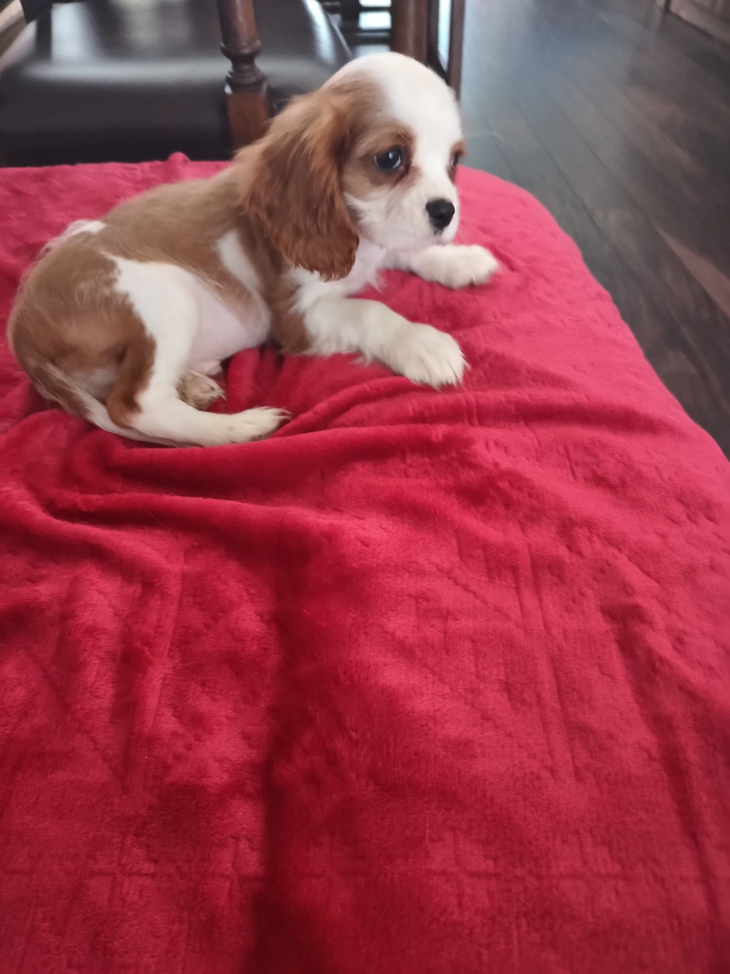 Psy rasowe cavalier King Charles spaniel