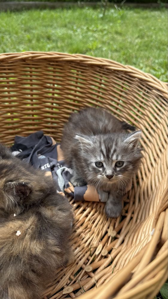Котики коти кошенята