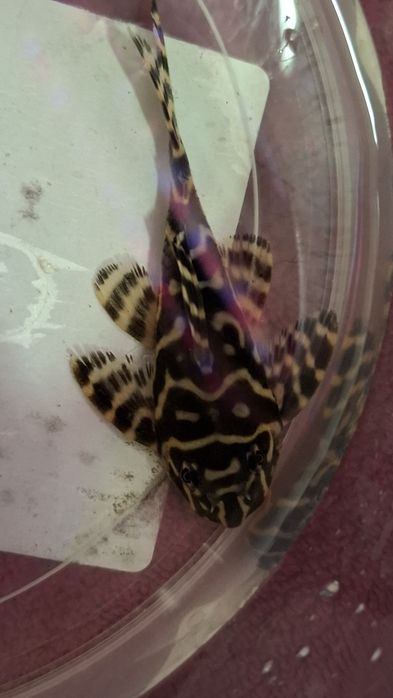 L333 Hypancistrus zbrojnik glonojad 8,5cm