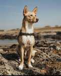 Cão amigável para Adoção