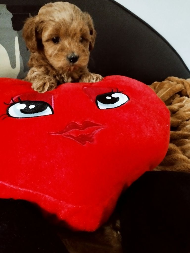 Piękny piesek Maltipoo