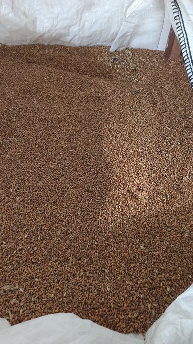 Pszenica ozima Bataja, zboże, mąke,