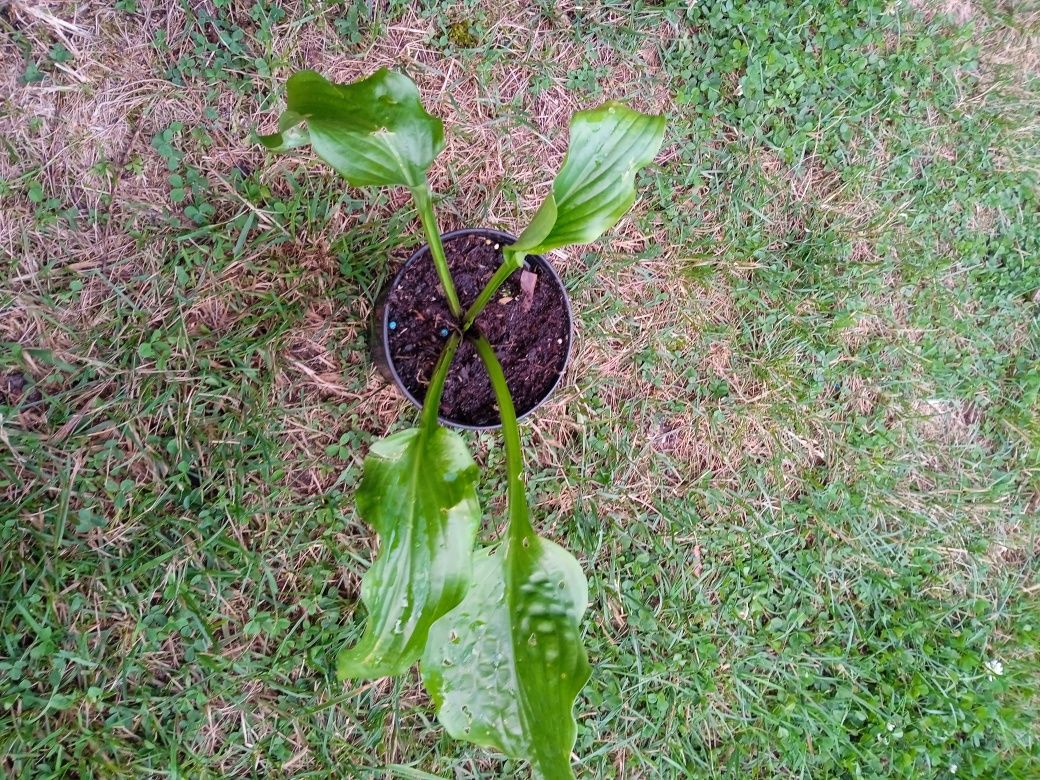 Hosta funkia kolekcjonerska Leapin Lizard