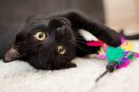Черный котенок, черная кошка