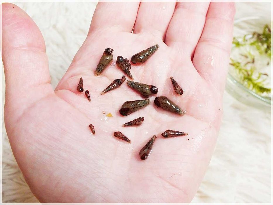 Ślimaki Świderki pożyteczne w akwarium Nie niszczą roślin Odbiór/Wysył