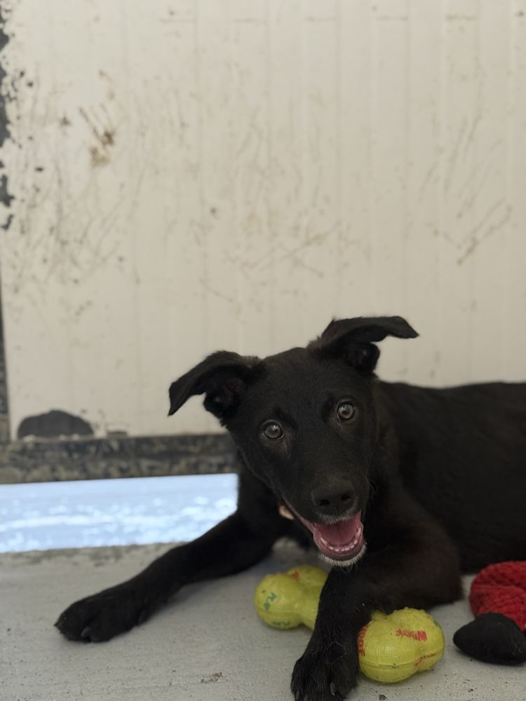 Cachorro 3 meses e meio