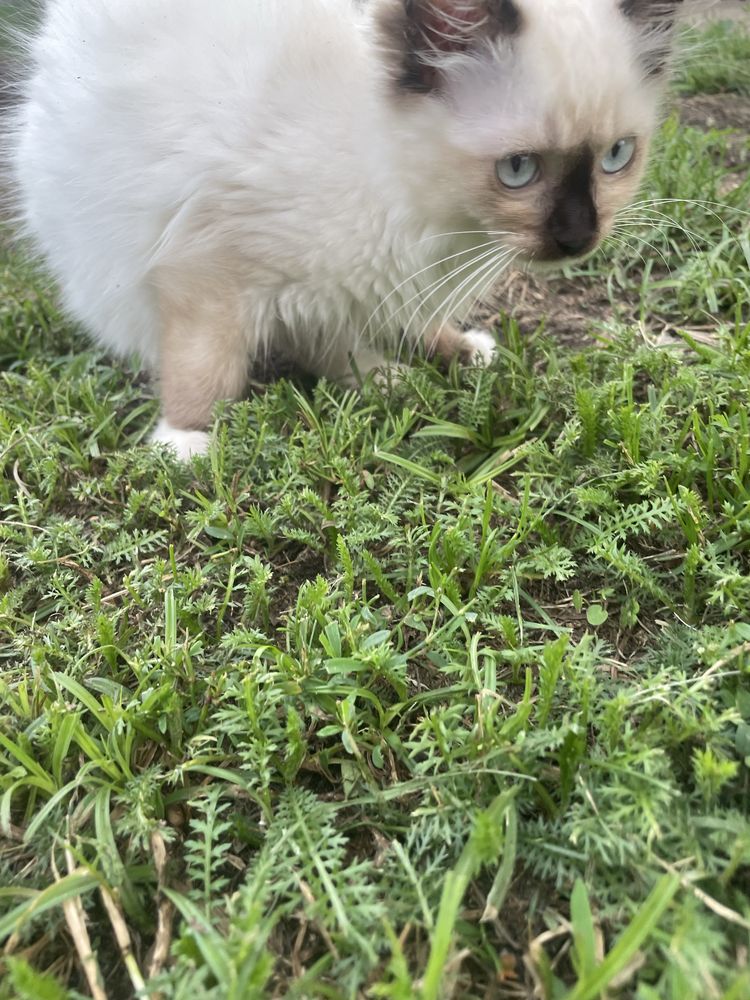 Kocurek i koteczka Ragdoll lub do hodowli