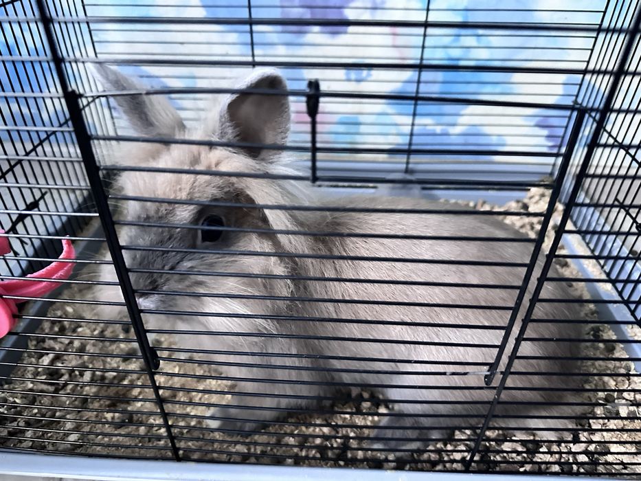 Продам кролика разом з кліткою кормом та наповнювачем