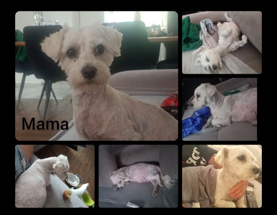 Maltipoo piesek miniaturka