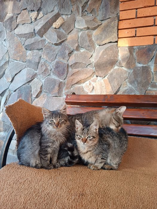Віддаю кошенят .