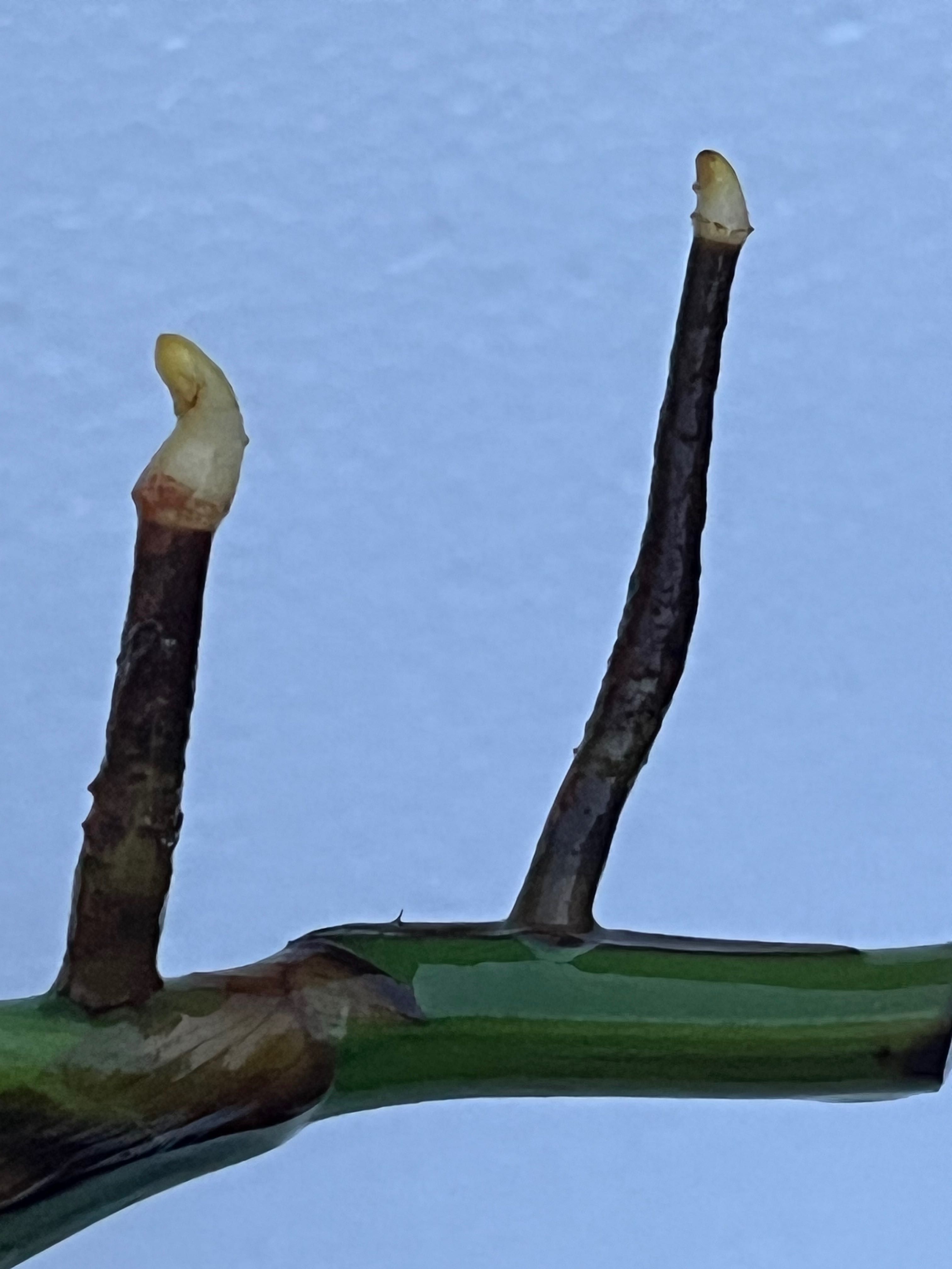 Monstera Marmorata - szczyt