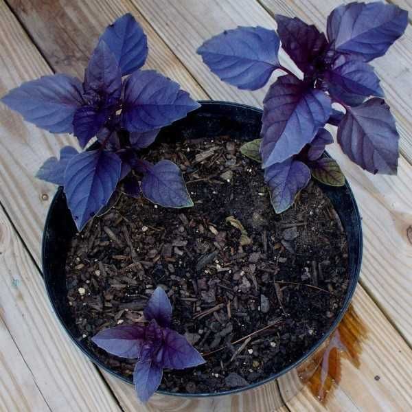 50 Sementes de Manjericão Roxo