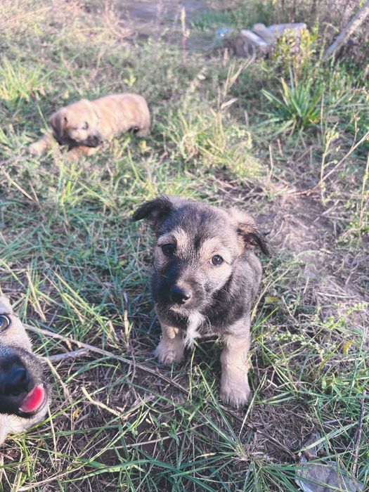 Срочно отдам трёх щенков девочек