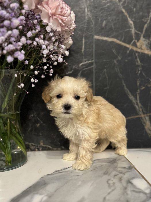 Золотистий хлопчик міні мальтіпу ф1 в Луцьку