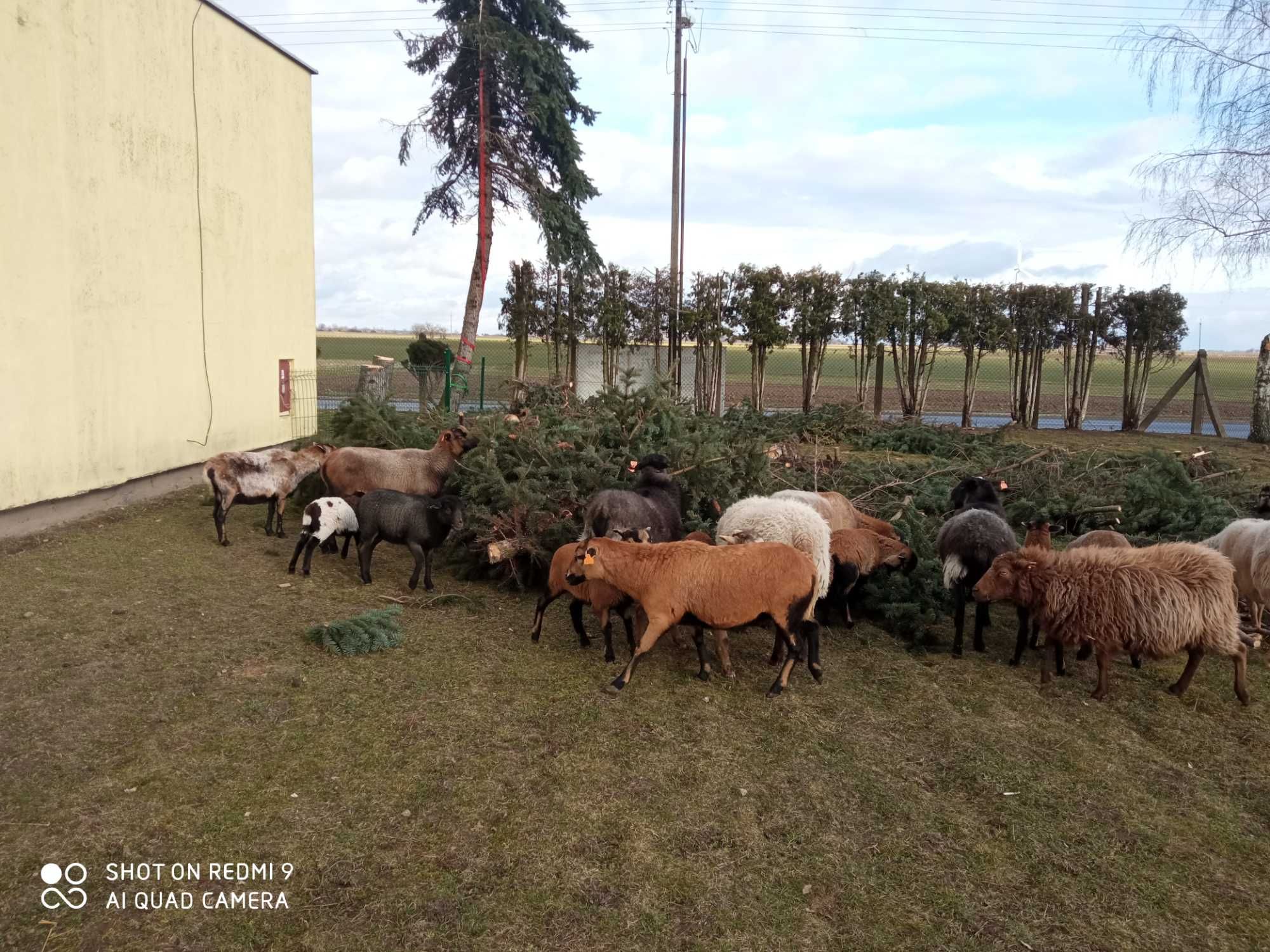 Owieczki młode kolorowe