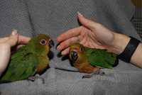 Самый популярный солнечный попугай Аратинга Яндайя- птенцы ручные