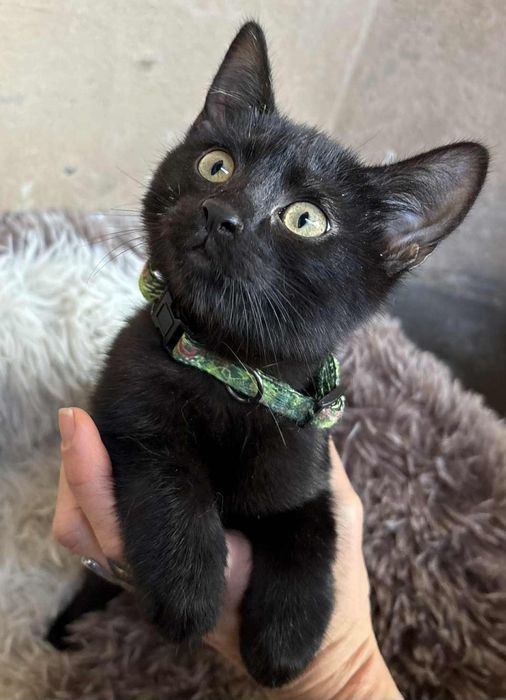 Чудове кошеня, домашній пантерчик,  киця, котик, кошенята