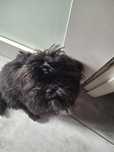 Shih tzu LOLA 4,5 miesiąca