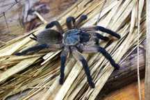 Ptaszniki Monocentropus balfouri 2,5DC Grupa 5sztuk