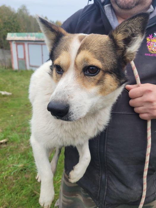 Leon poleca się do adopcji!