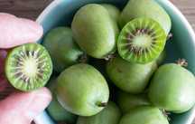 Arvore kiwi baby raros autoferteis - portes grátis