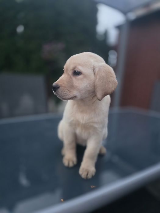 Labrador Retriever suczka FCI  DO ODBIORU