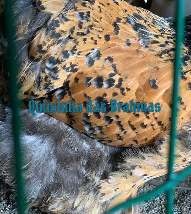 Ovos Brahma Mil flores