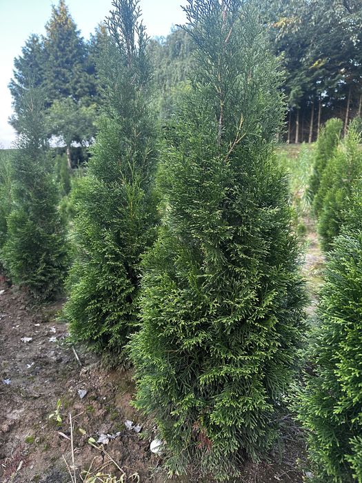 Tuje szmaragd od 100 cm do 140 cm jesien  2025