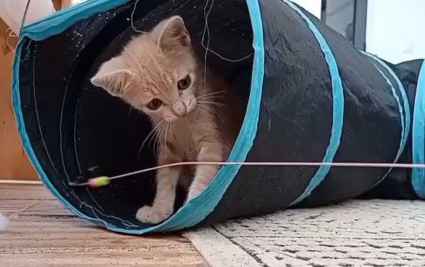 Gatinho de 2 meses para adoção, Tavira (Algarve)