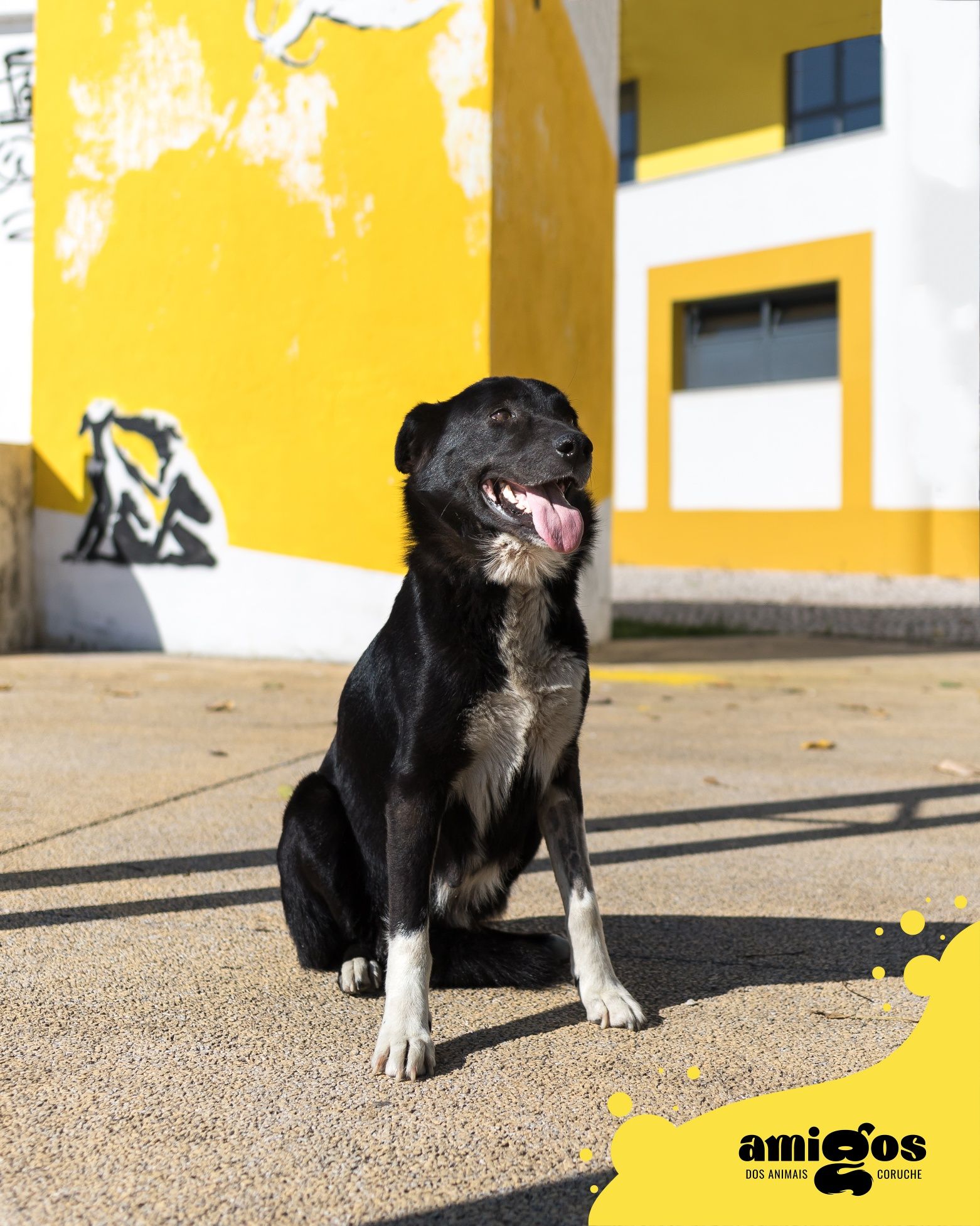 LELA [Indefinido] p/ Adoção