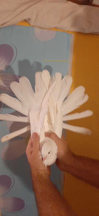 Orlik polski biały - Orliki polskie białe