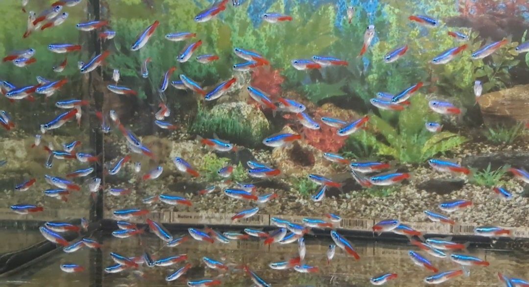 Акваріумні рибки Тернеція  Glo fish , даніо гуппі, меченосець.