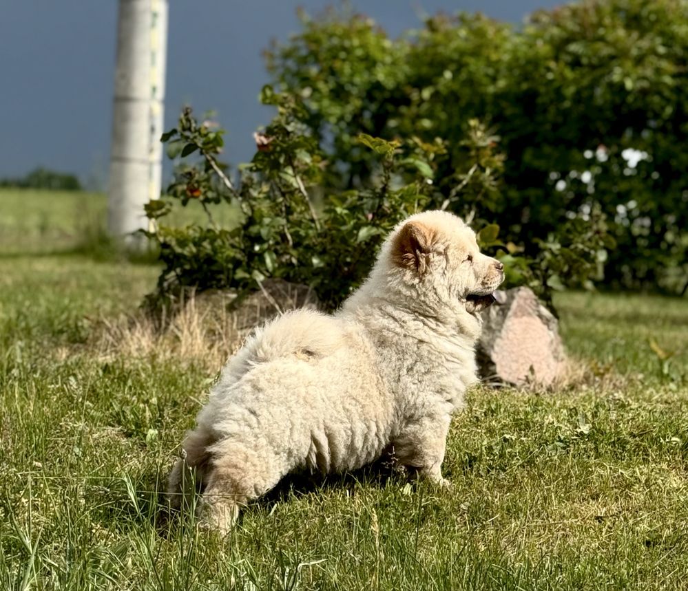 Chow Chow - piesek ARES