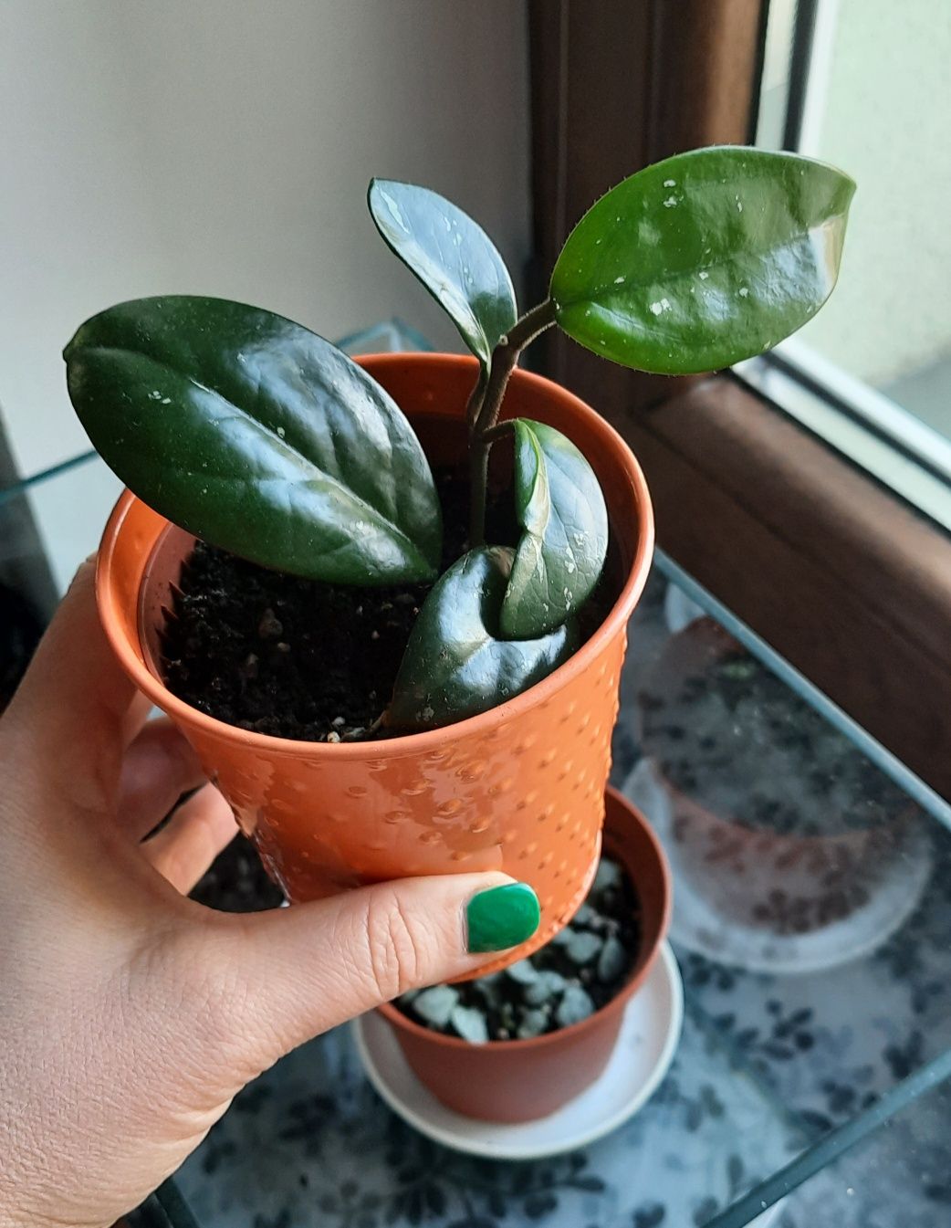 Hoya carnosa ukorzeniona