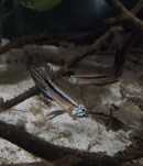 Apistogramma Mendezi F1 i WF samce