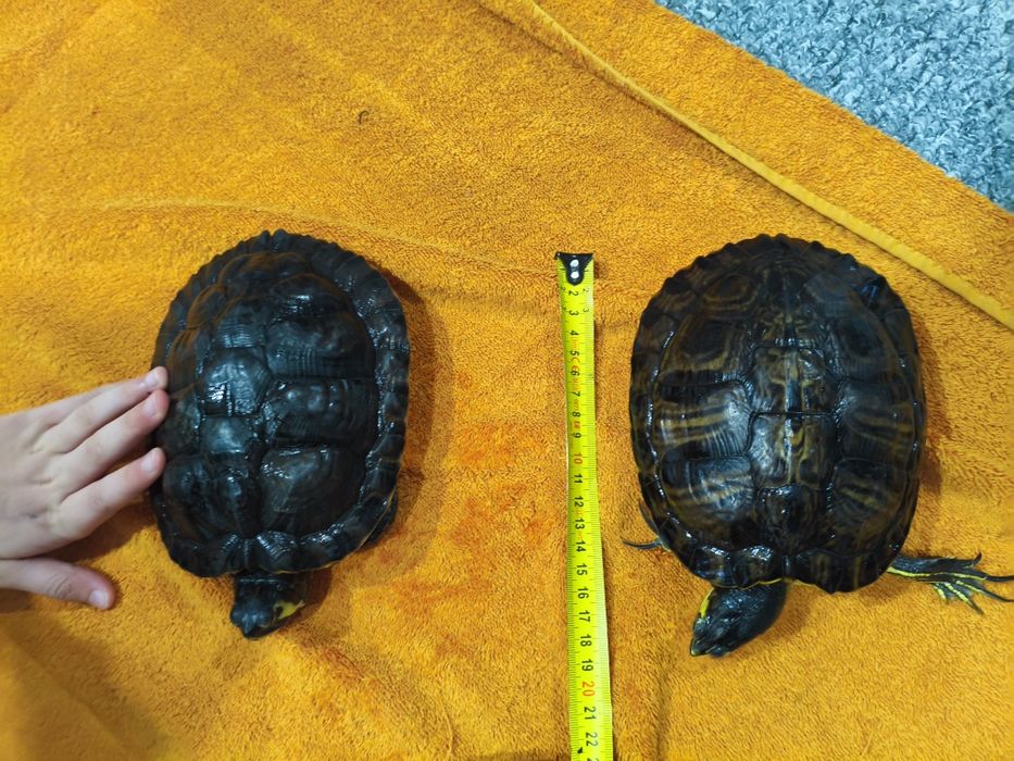 Żółwie wodno lądowe