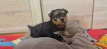 York suczka yorkshire terrier stalowo złota Raya Zarezerwowana