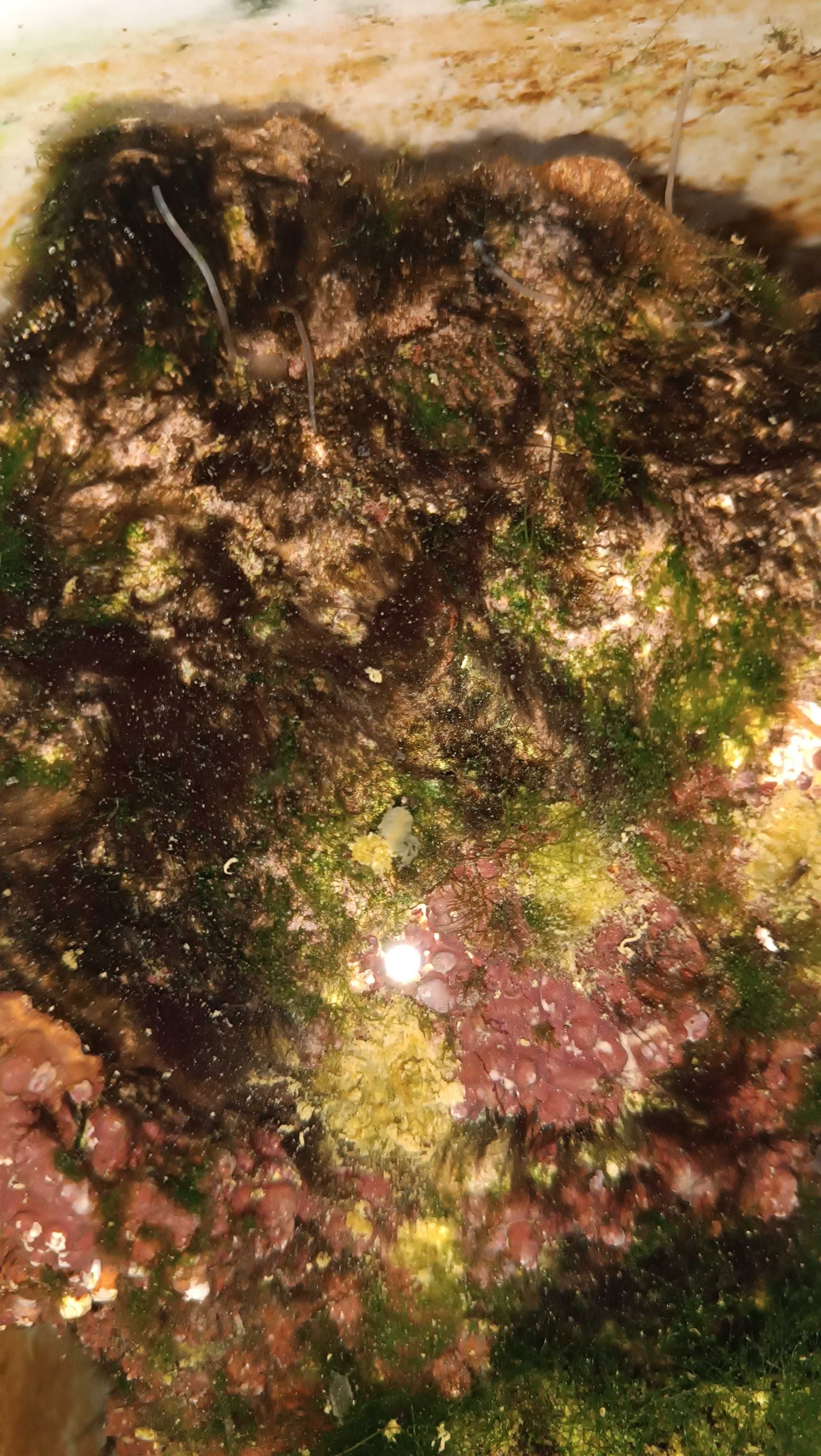 Живой рифовый камень для морского аквариума.