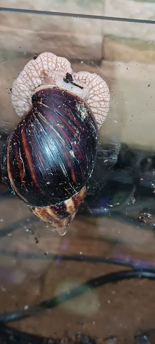 Продам Равлики. Ахатіна Імакулята