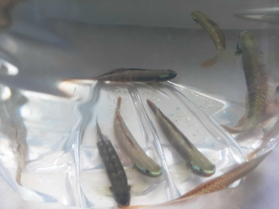 babka tęczowa ( czyściciel glonów)