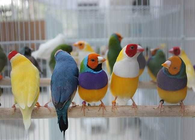 Diamantes gould ,mascarados ,tricolores ,modestos,degoldo